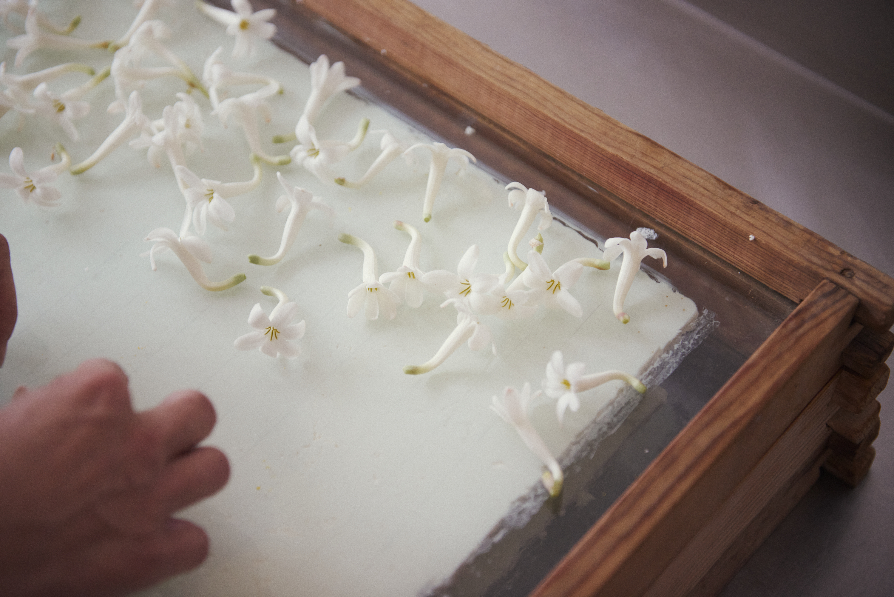 Enfleurage Cyril Gourdin Photo photography art fashion mode France Paris RLLNGR rllngr design 