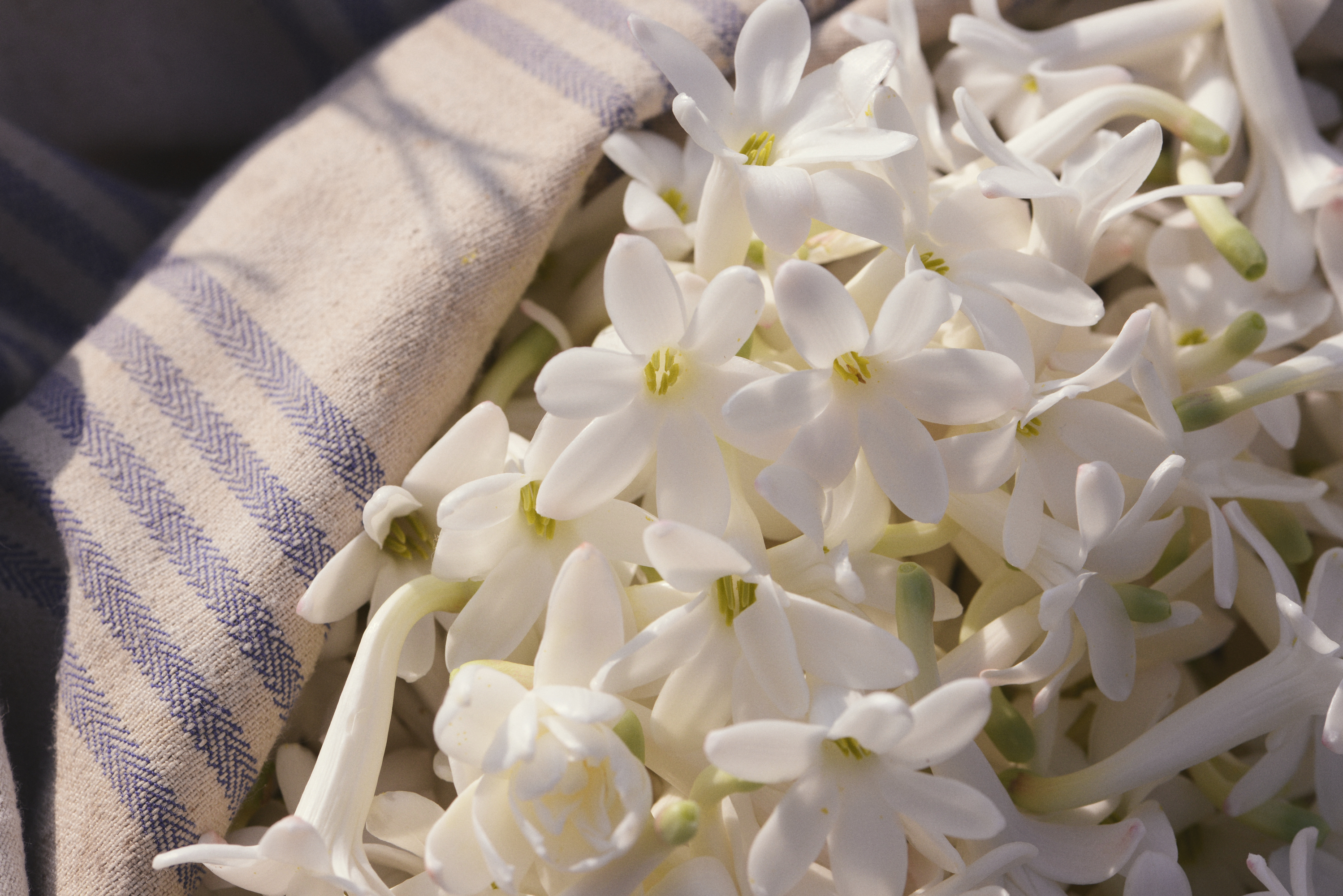 Enfleurage Cyril Gourdin Photo photography art fashion mode France Paris RLLNGR rllngr design 