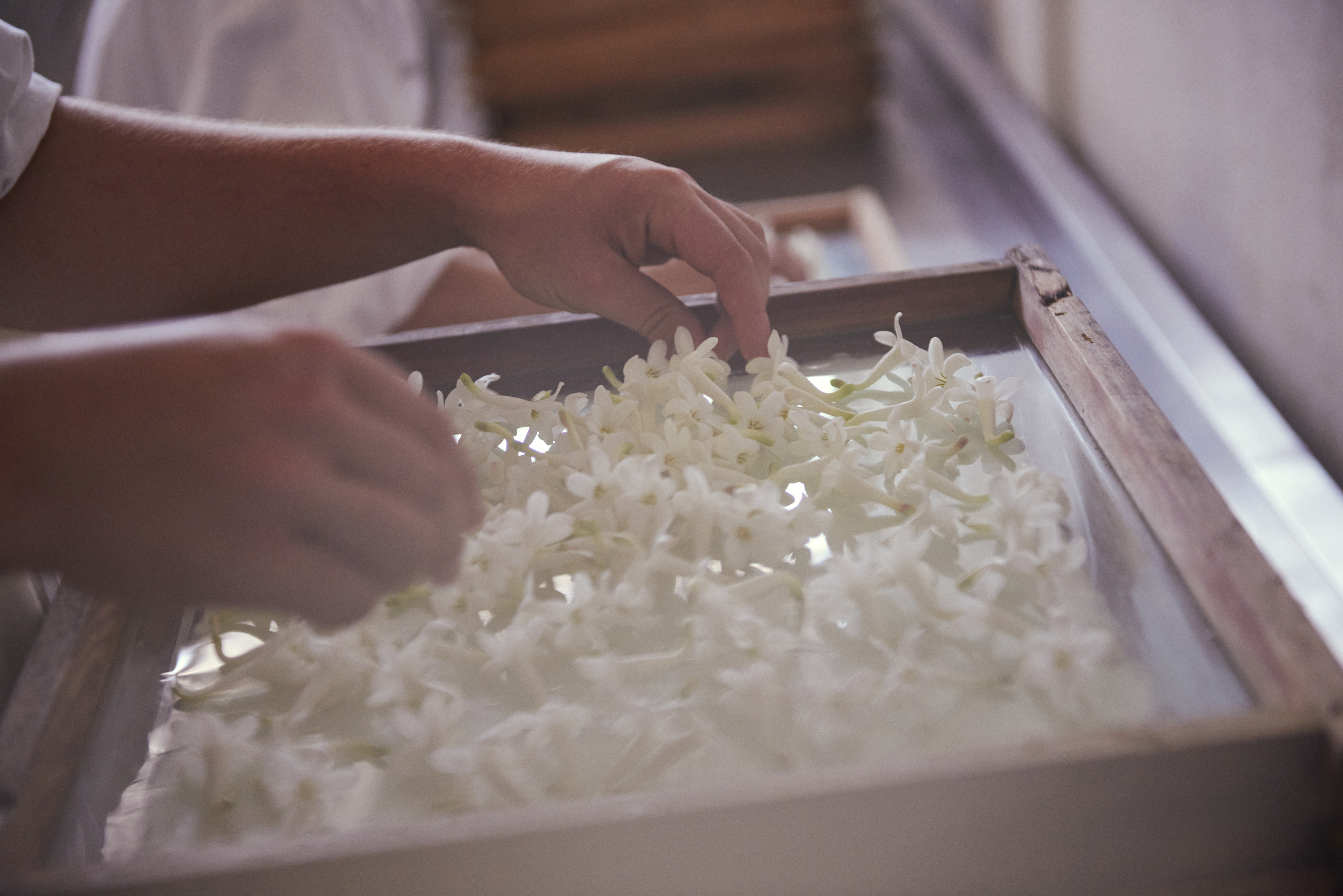 Enfleurage Cyril Gourdin Photo photography art fashion mode France Paris RLLNGR rllngr design 