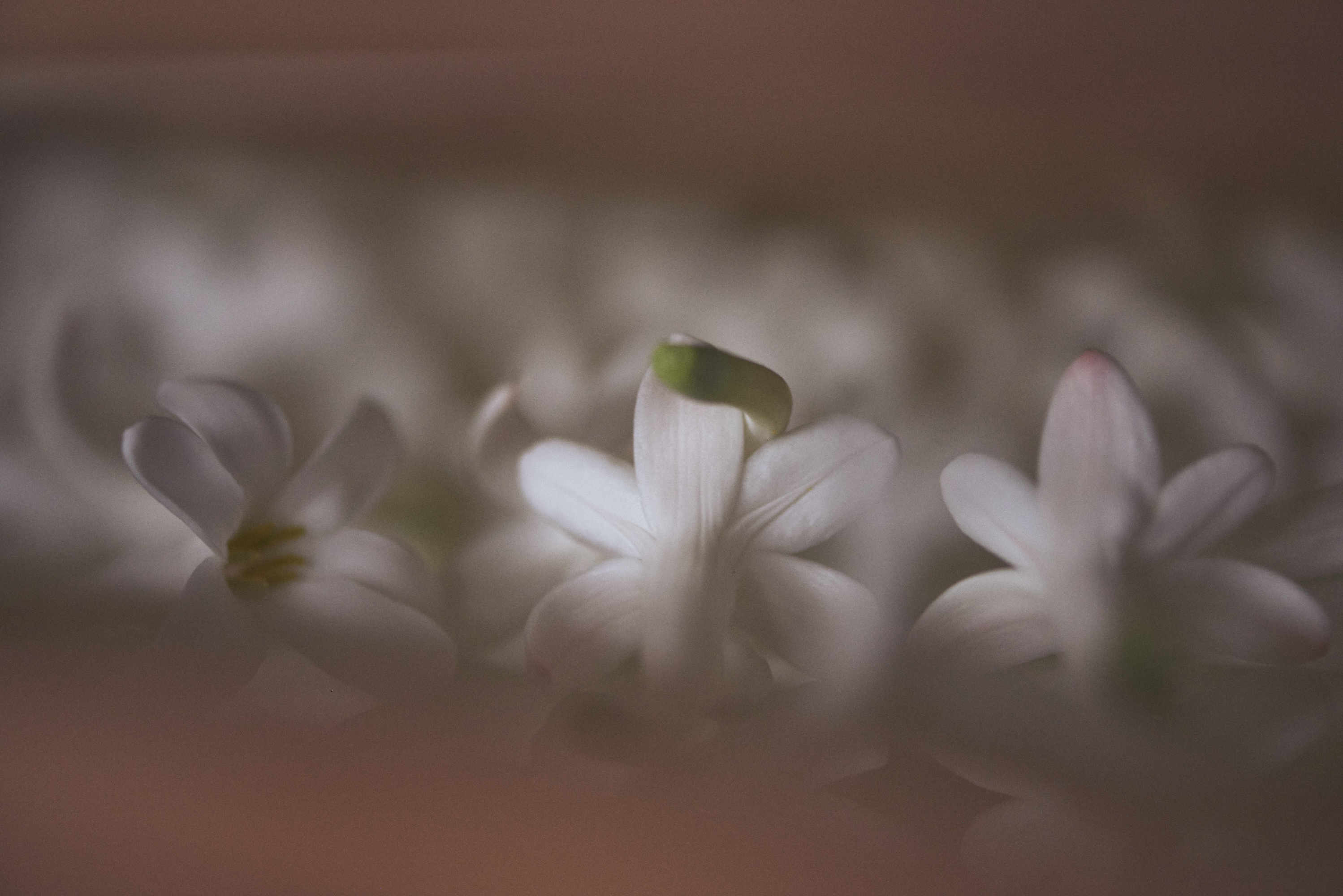 Enfleurage Cyril Gourdin Photo photography art fashion mode France Paris RLLNGR rllngr design 